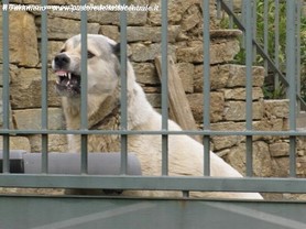 Iron nel lavoro di guardia